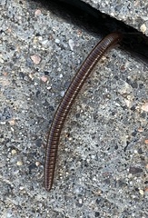 Parajulidae