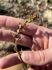 Polygonum ramosissimum