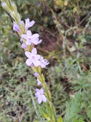 Verbena xutha