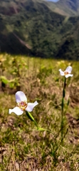Dietes grandiflora