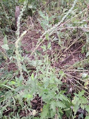 Verbena xutha