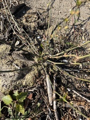 Polygonum ramosissimum