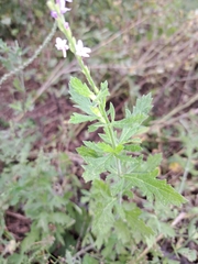 Verbena xutha