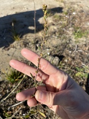 Polygonum ramosissimum