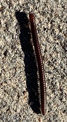 Parajulidae