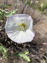 Calystegia macrostegia