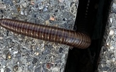 Parajulidae
