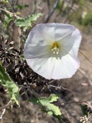 Calystegia macrostegia