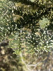 Abies magnifica shastensis