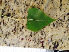 Populus deltoides monilifera