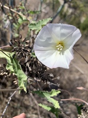 Calystegia macrostegia