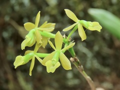 Epidendrum amphistomum