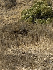 Artemisia californica
