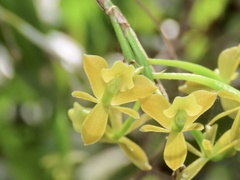 Epidendrum amphistomum