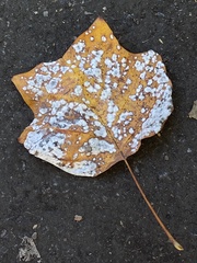 Erysiphe liriodendri