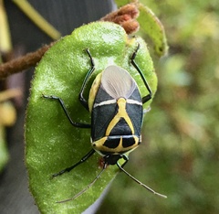 Commius elegans