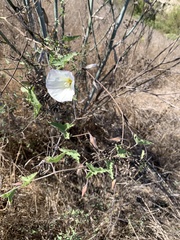 Calystegia macrostegia