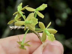 Epidendrum amphistomum