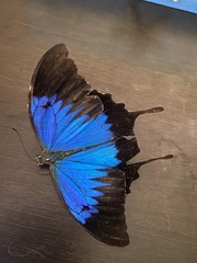 Papilio ulysses