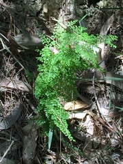 Lindsaea microphylla