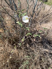 Calystegia macrostegia