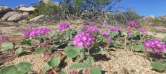Abronia villosa villosa