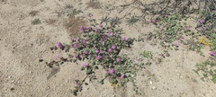 Abronia villosa villosa