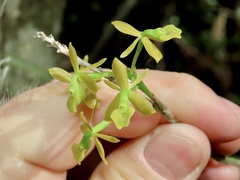 Epidendrum amphistomum