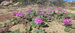 Abronia villosa villosa
