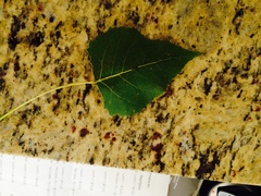 Populus deltoides monilifera