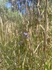Glycine