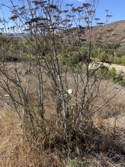 Calystegia macrostegia