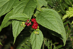 Deeringia amaranthoides