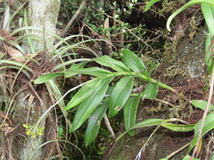Epidendrum amphistomum