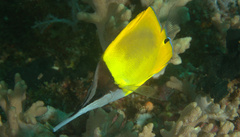 Forcipiger longirostris