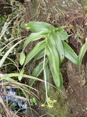 Epidendrum amphistomum