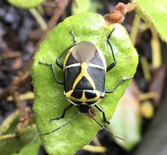 Commius elegans