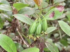 Epidendrum amphistomum