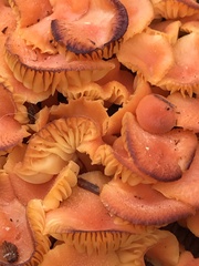 Chrysomphalina chrysophylla