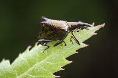 Scolopterus tetracanthus