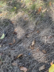 Ophisaurus attenuatus