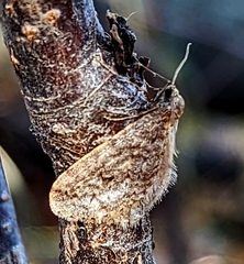 Operophtera bruceata