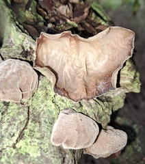 Auricularia fuscosuccinea