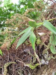Epidendrum nocturnum