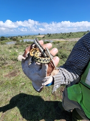 Thamnophis cyrtopsis