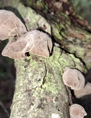 Auricularia fuscosuccinea