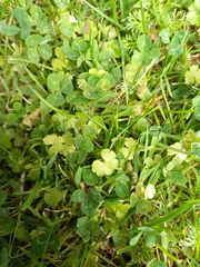 Hydrocotyle heteromeria