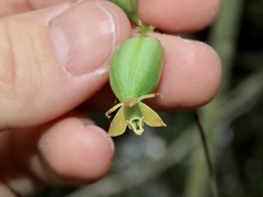 Epidendrum amphistomum