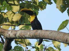 Ramphastos ambiguus