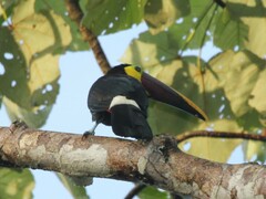 Ramphastos ambiguus